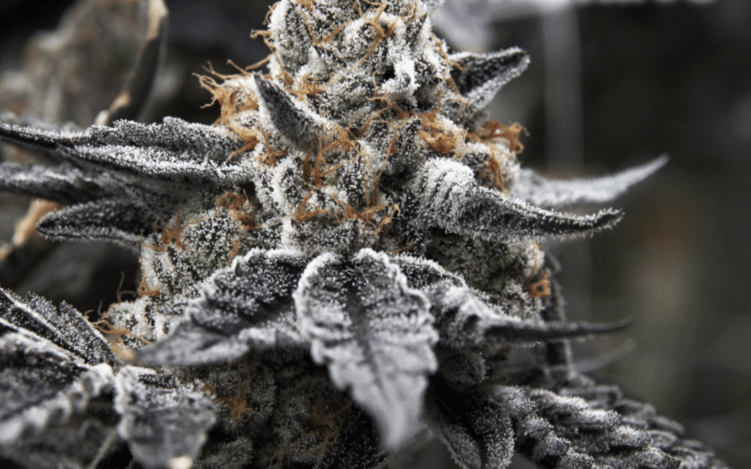 mama J’s: Grown with Love, Smoked with Purpose 🌿